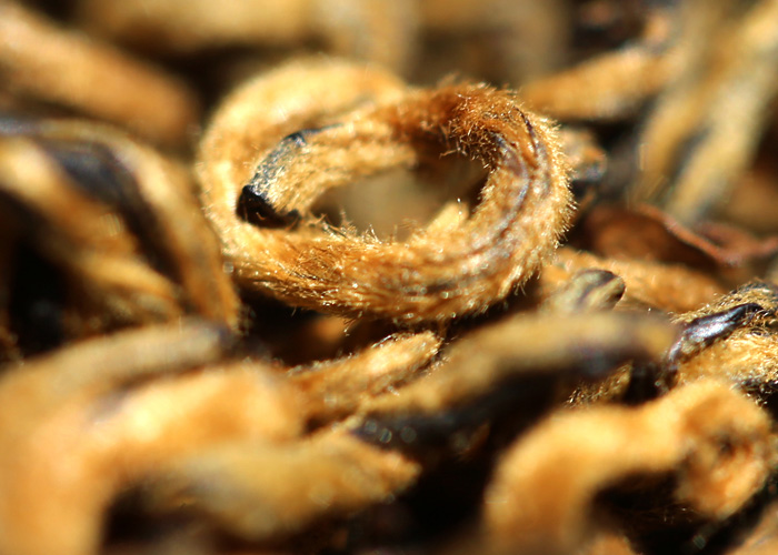 Dian Hong Golden Aromatic Snail