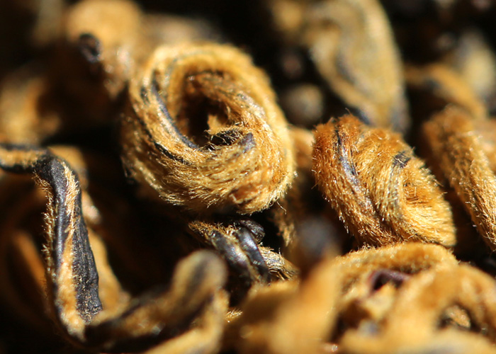 Dian Hong Golden Aromatic Snail