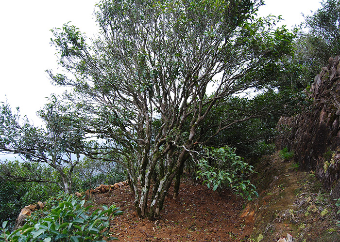 Lao Cong Shui Xian (Old Bush Narcissus) Dan Cong Oolong