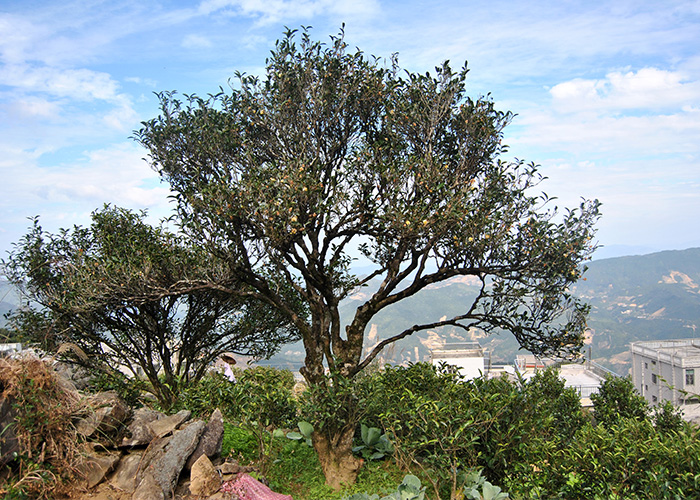 Lao Cong Shui Xian (Old Bush Narcissus) Dan Cong Oolong