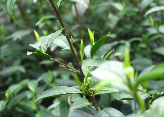 Gu Zhang Mao Jian Green Tea