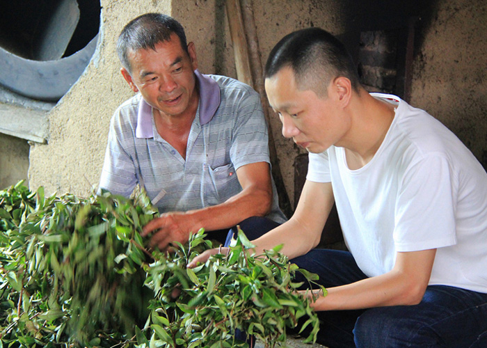 Jin Guan Yin (Golden Guan Yin) Oolong Tea