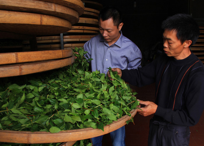 Mao Xie (Hairy Crab) Oolong Tea