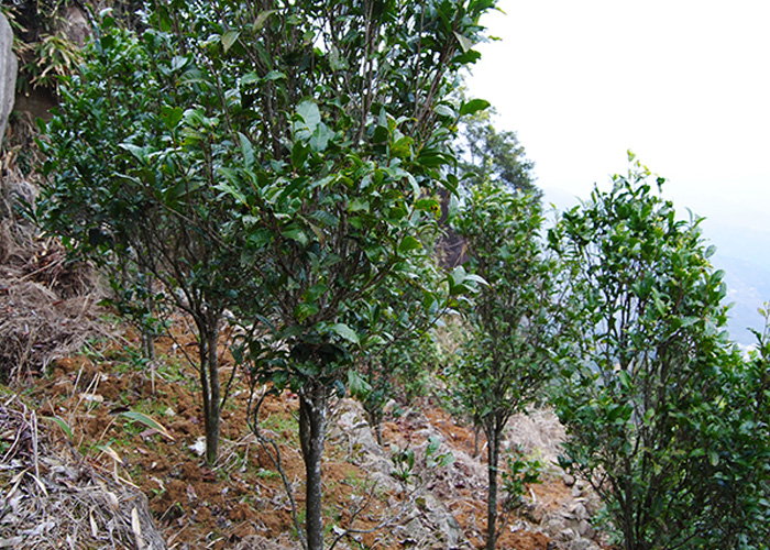 Ba Xian (Eight Immortals) Dan Cong Oolong