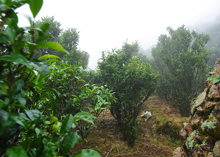 Ba Xian (Eight Immortals) Dan Cong Oolong