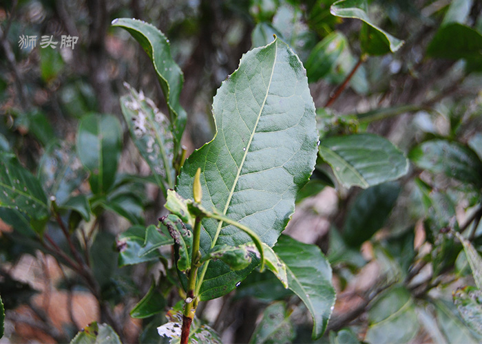 Ba Xian (Eight Immortals) Dan Cong Oolong