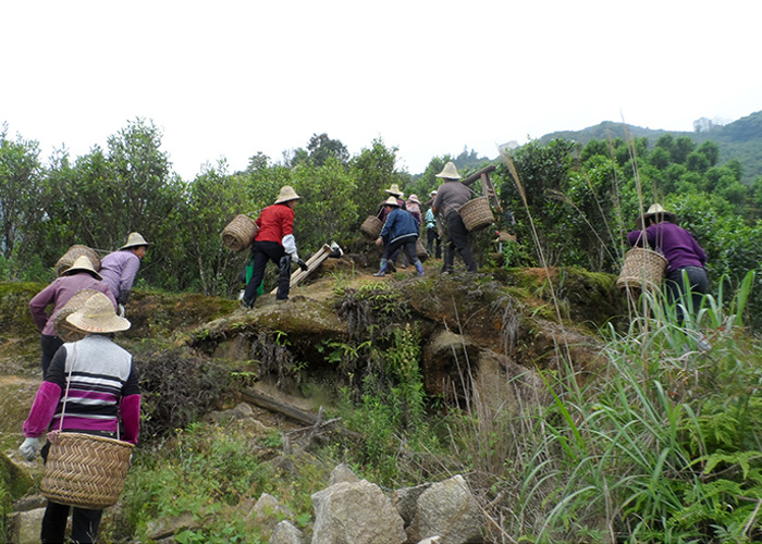 Ba Xian (Eight Immortals) Dan Cong Oolong