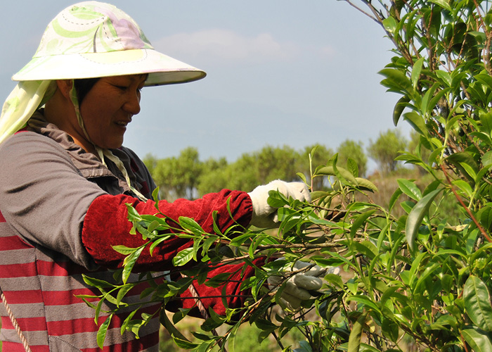 Bai Ye Dan Cong Oolong