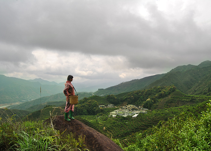 Bai Ye Dan Cong Oolong