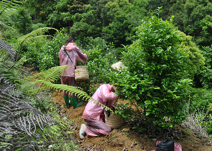 Bai Ye Dan Cong Oolong