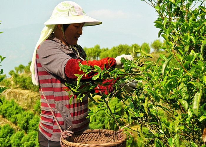 Mi Lan Xiang (Honey Orchid Aroma) Dan Cong Oolong