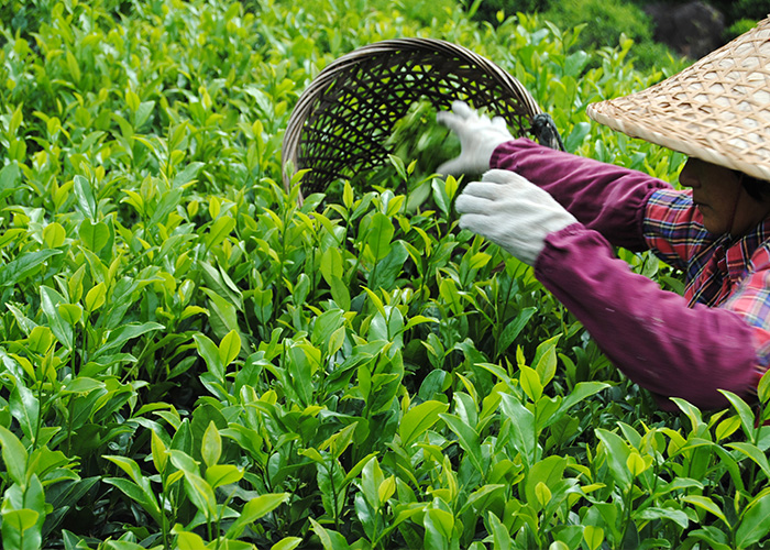 Mi Lan Xiang (Honey Orchid Aroma) Dan Cong Oolong