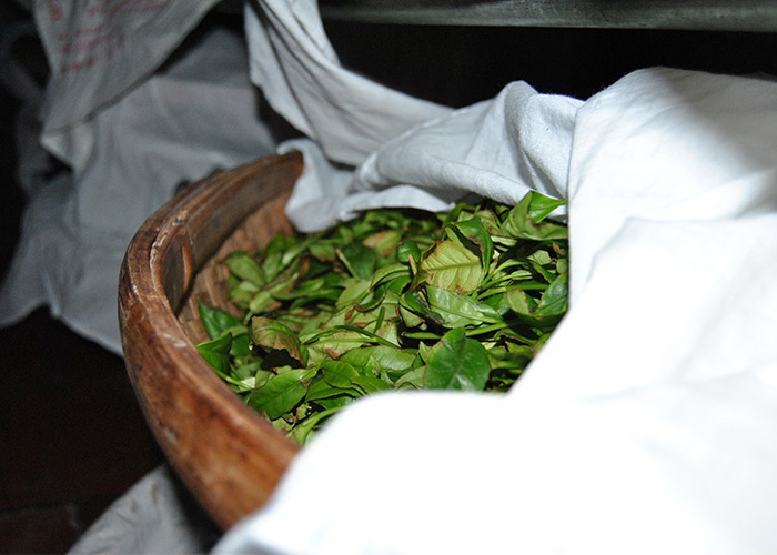 Mi Lan Xiang (Honey Orchid Aroma) Dan Cong Oolong