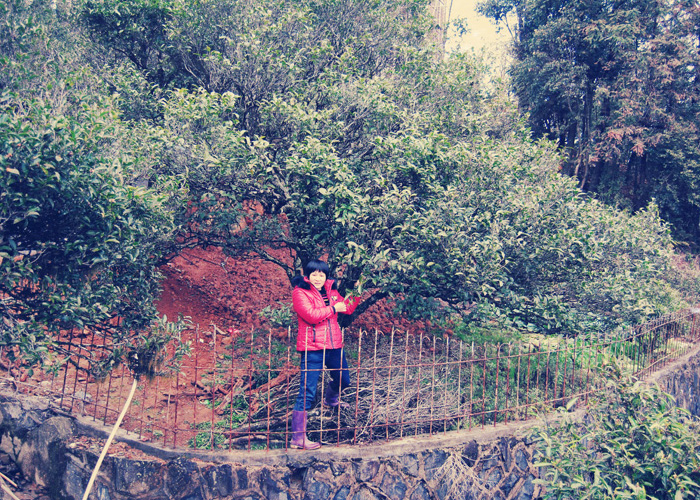 Mi Lan Xiang (Honey Orchid Aroma) Dan Cong Oolong