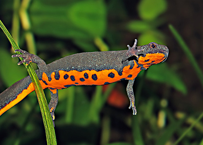 Mi Lan Xiang (Honey Orchid Aroma) Dan Cong Oolong