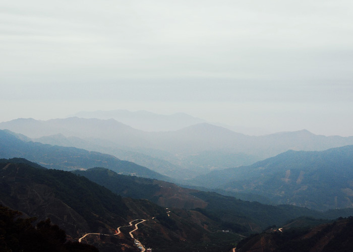 Mi Lan Xiang (Honey Orchid Aroma) Dan Cong Oolong