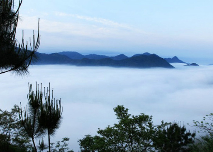 Mi Lan Xiang (Honey Orchid Aroma) Dan Cong Oolong