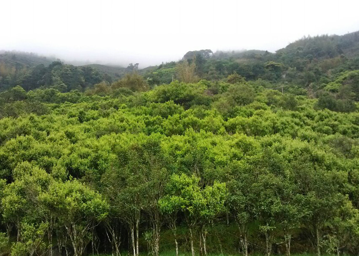 Snow Flakes (Xue Pian) Dan Cong Oolong