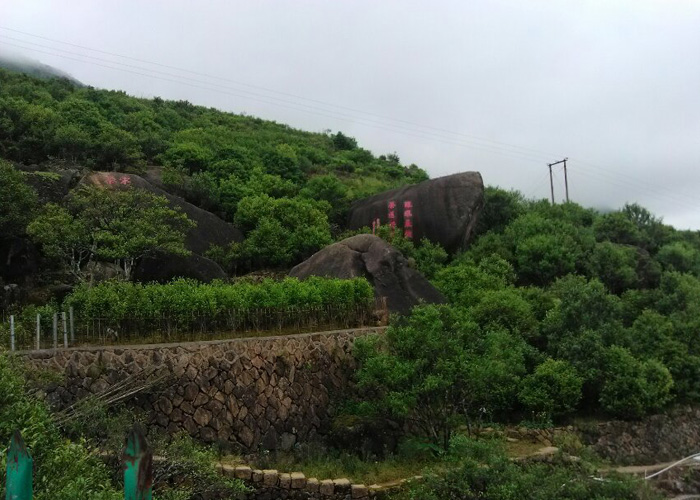 Snow Flakes (Xue Pian) Dan Cong Oolong