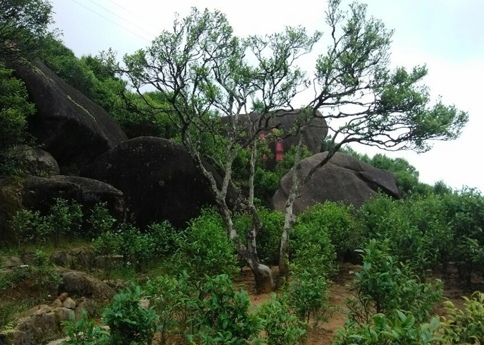 Snow Flakes (Xue Pian) Dan Cong Oolong