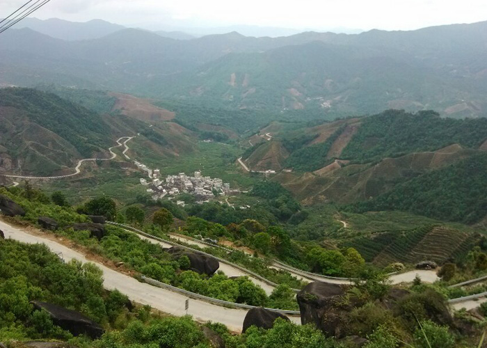 Snow Flakes (Xue Pian) Dan Cong Oolong