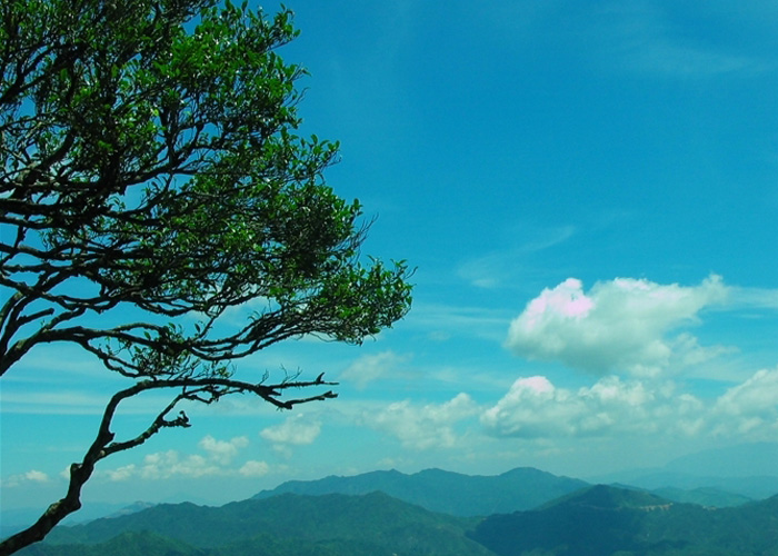 Snow Flakes (Xue Pian) Dan Cong Oolong