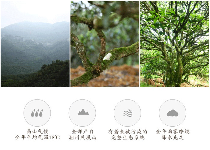 Yu Lan Xiang (Magnolia Aroma) Dan Cong Oolong