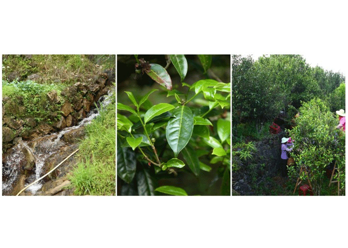 Yu Lan Xiang (Magnolia Aroma) Dan Cong Oolong