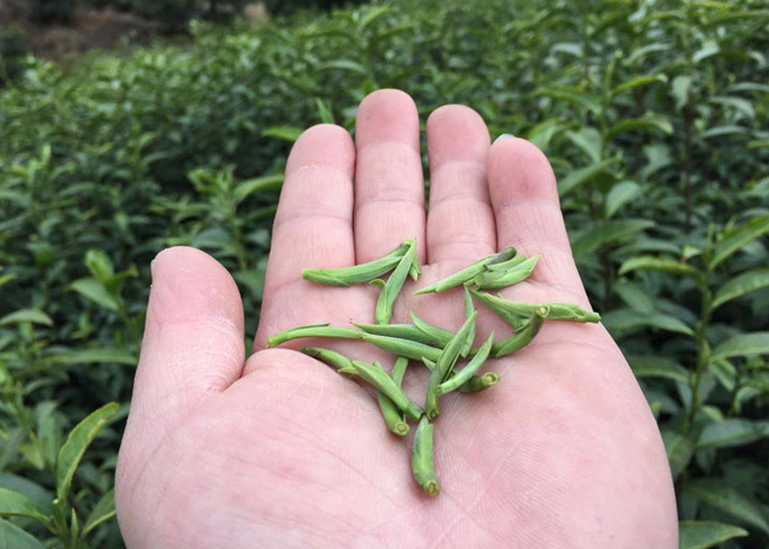 Gu Zhu Zi Sun Green Tea (Purple Bamboo Shoot)