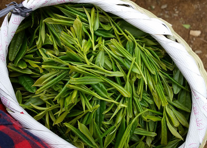 Gui Ding Yun Wu Green Tea (Cloud and Mist)