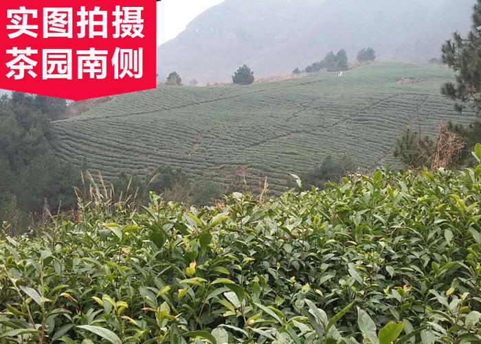 Gui Ding Yun Wu Green Tea (Cloud and Mist)