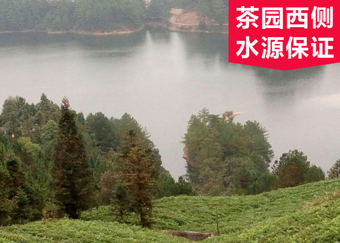 Gui Ding Yun Wu Green Tea (Cloud and Mist)