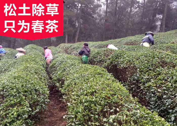 Gui Ding Yun Wu Green Tea (Cloud and Mist)