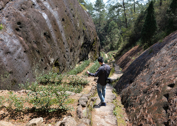Che Lan Wuyi Rock Oolong