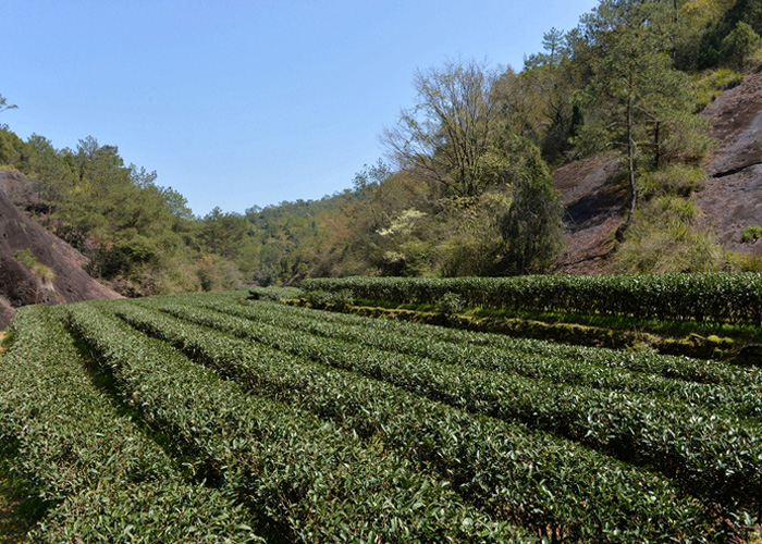Che Lan Wuyi Rock Oolong