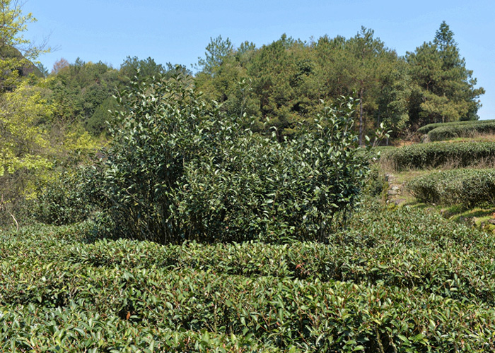 Che Lan Wuyi Rock Oolong